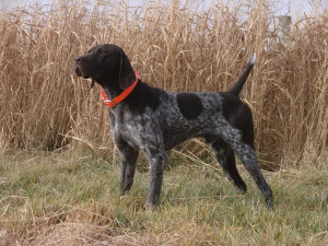 Hunt-Test-Sire-of-Year