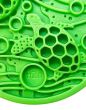 sodapup-water-ecoin-close-up-of-turtle