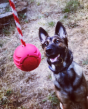 USA-K9 Stars And Stripes Ultra-Durable Reward Ball