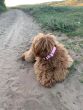 UKOM AustriAlpin Cobra "Pink Lady" Dog Collar side