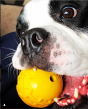 Industrial Dog Ultra-Durable Ball