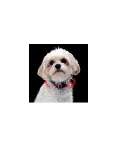 Nite Dawg XS LED Dog Collar 