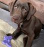 Sodapup Nylon Buttefly Brown Dog Lick Toy