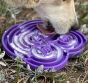 sodapup=water-frog-etray-purple