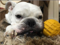 Industrial Dog Ultra-Durable Ball