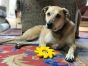 Industrial Dog Circular Saw Blade Nylon Toy