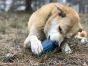 Industrial Dog Wire Nut Chew Toy And Treat Dispenser
