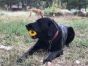 Industrial Dog Gear Chew Toy And Treat Dispenser