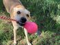 USA-K9 Skull Reward Toy - Pink