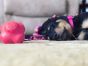 sodapup-crazy-bounce-dog-toy