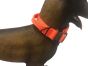 UKOM Onie Canine Safety / Glow Dog Collar