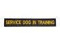 Service-dog-in-training