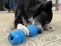 sodapup-orange-unstoppables-dog-eating-out-of-a-blue-toy-that-is-attached