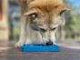 SodaPup-Waiting-Dogs-Design-Etray-Blue-Outlines-of-three-dogs-a-dog-is-eating-out-of-the-tray