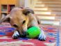 Mutts Kick Butt Dinosaur Egg Treat Dispenser & Chew Toy