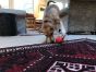 Mutts Kick Butt Football Durable Chew Toy & Treat Dispenser