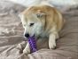 SodaPup Brown Fish Bone Ultra Durable Nylon Chew Toy