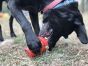 Mutts Kick Butt Coffee Cup Treat Dispenser