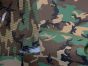 xpac_m81_woodland_contrast