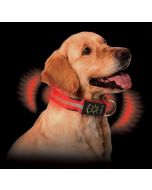 Nite Dawg LED Collar