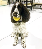 Industrial Dog Ultra-Durable Ball