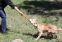 Sodapup Can Opener Tug Toy 