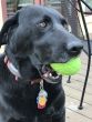 Mutts Kick Butt Dinosaur Egg Treat Dispenser & Chew Toy