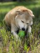 dog-using-the-toy