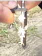CL BRIGID Fire Starter