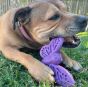 Sodapup Nylon Buttefly Brown Dog Lick Toy