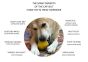 industrial-dog-cap-nut-blue-dog-toy