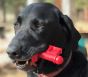 mutts-kick-butt-key-to-my-heart-chew-toy