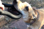 Industrial Dog Anchor Shackle Tug Toy