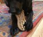 Sodapup Peanut Ultra Durable Nylon Dog Chew Toy for Aggressive Chewers - Brown