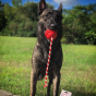 USA-K9 Stars And Stripes Ultra-Durable Reward Ball