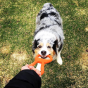 Sodapup Can Opener Tug Toy 