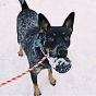 USA-K9 Grenade Reward Toy With Rope - Black Magnum