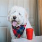 Mutts Kick Butt Coffee Cup Treat Dispenser