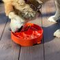 Sodapup-great-outdoors-ebowl-dog-eating-out-of-the-bowl