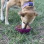 garden-of-eatin-tipsy-bowl-sodapup-plum-view-with-a-dog-eating-from-it