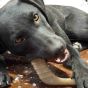 dog-chewing-on-an-enrichment-chew-toy-hockey-stick-by-sodapup