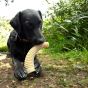 black-labrador-playing-with-sodapup-antler-dog-chew-toy-durable-honeybone-chew-toy