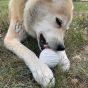 dog-licking-the-ball