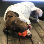 Sodapup Crazy Bounce Retrieving Toy Orange