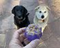 mkb-crossed-bones-dog-toy