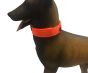 UKOM Onie Canine Safety / Glow Dog Collar