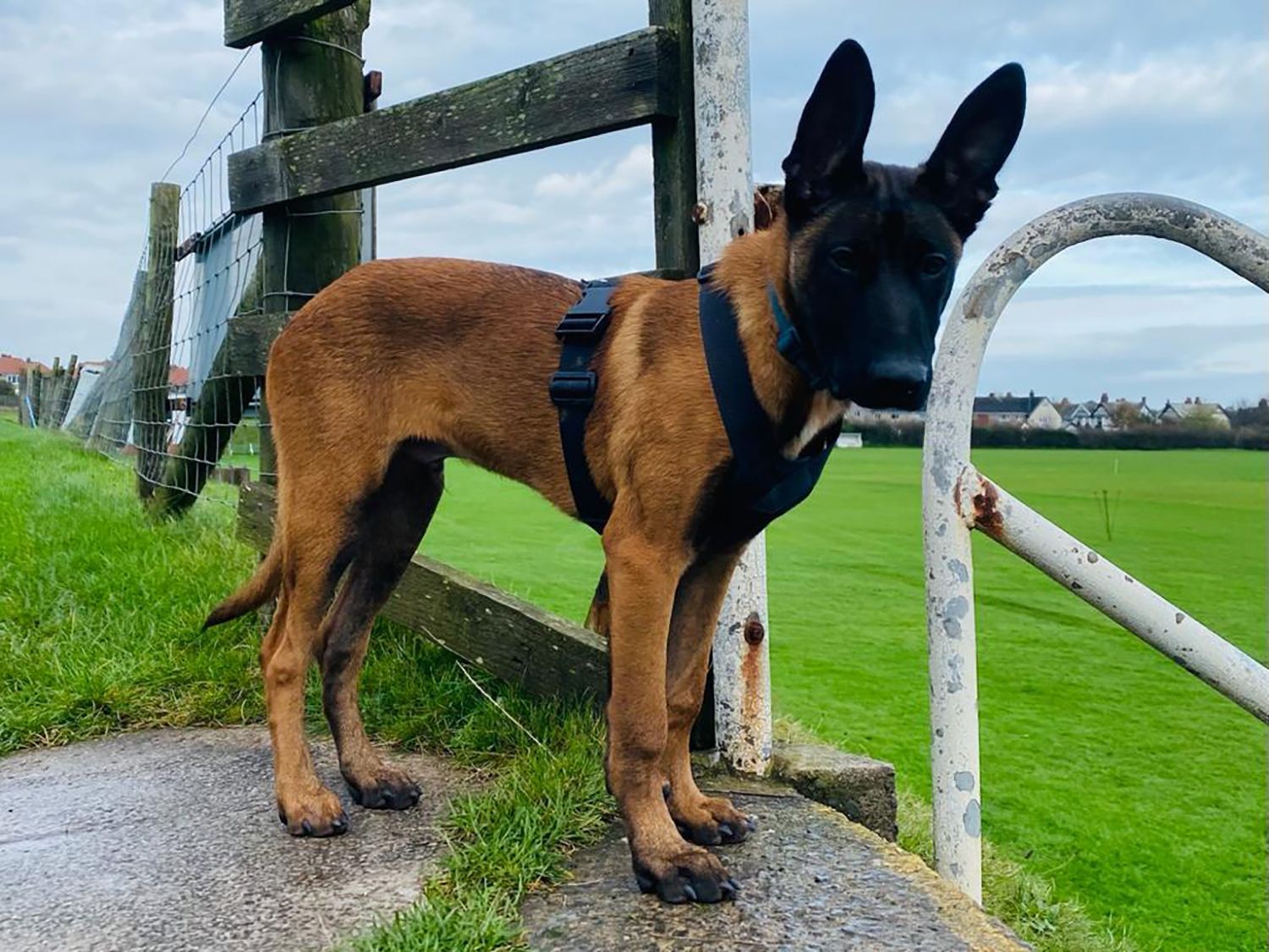 Von Wolf Puppy Tracking Harness Police Issue
