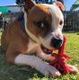 mutts-kick-butt-key-to-my-heart-chew-toy