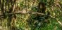 soldier wearing multicam tropic