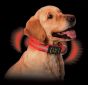 Nite Dawg LED Collar 